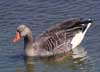 greylag goose